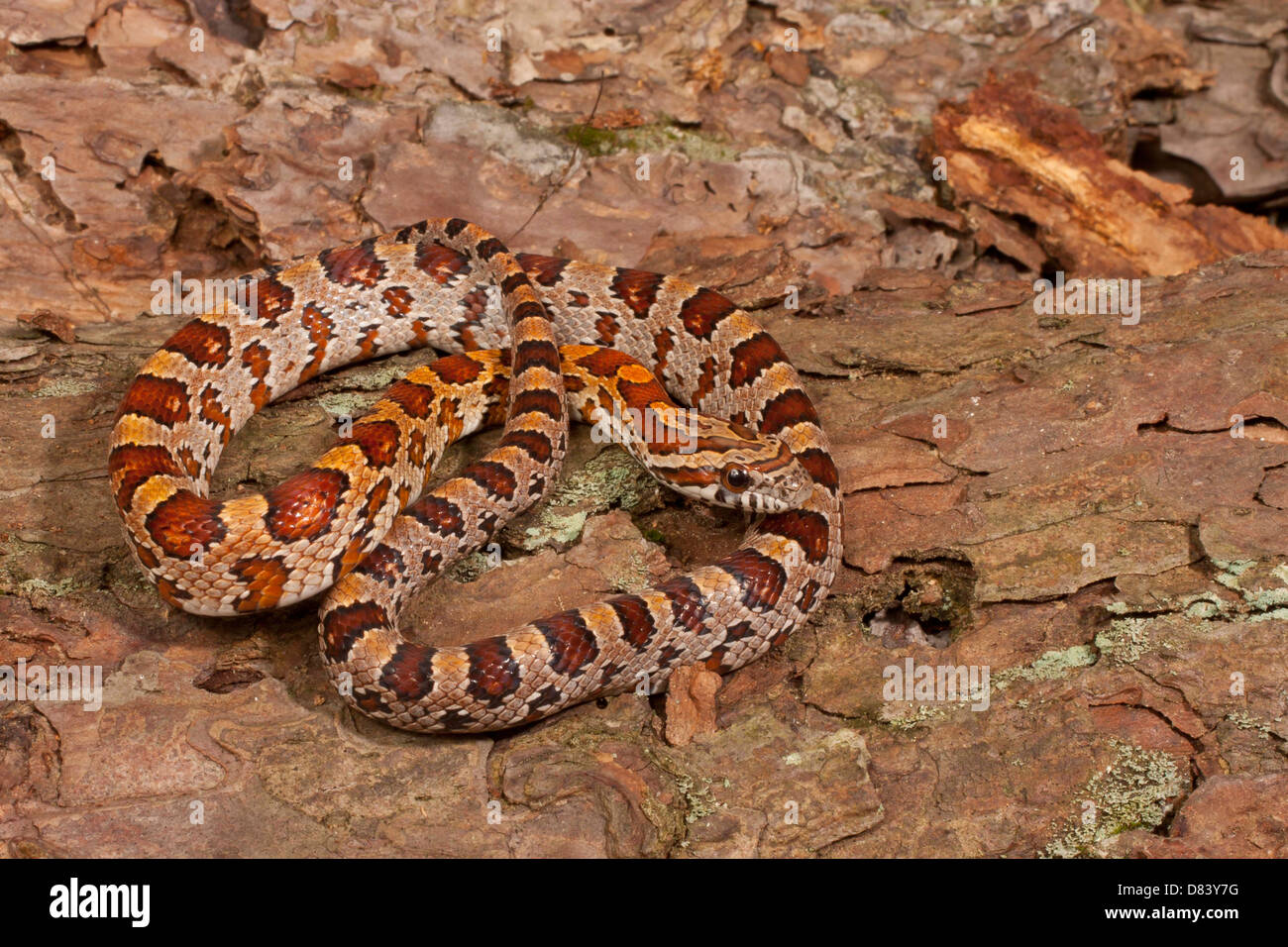 Young corn snake coiled on bark Stock Photo Alamy