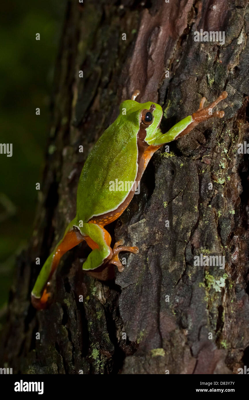 Pine barrens tree frog (Hyla andersonii) climbing a pitch pine tree Stock Photo