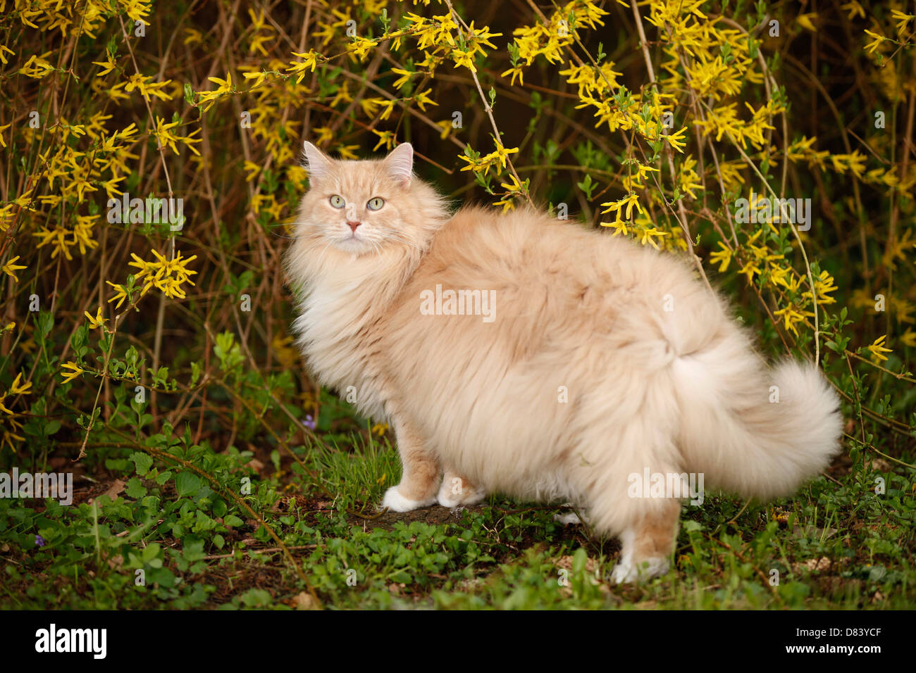 Siberian Forest Cat Stock Photo Alamy