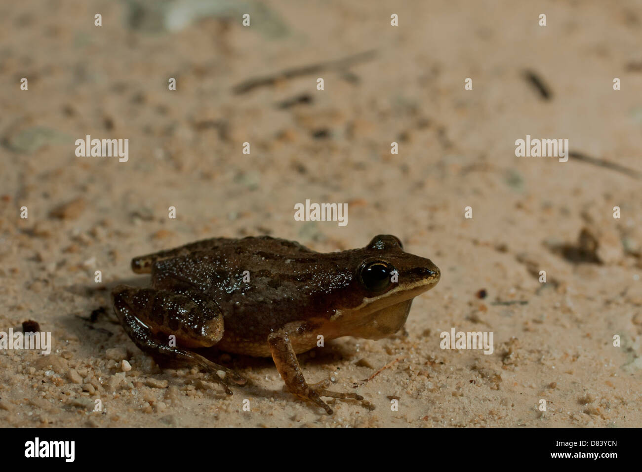 Male southern chorus frog between calls Pseudacrus nigrita Stock