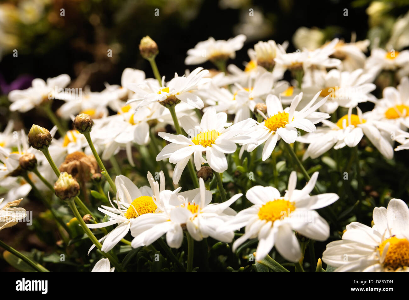 Oxeye daisy, a clear sign of spring. Stock Photo