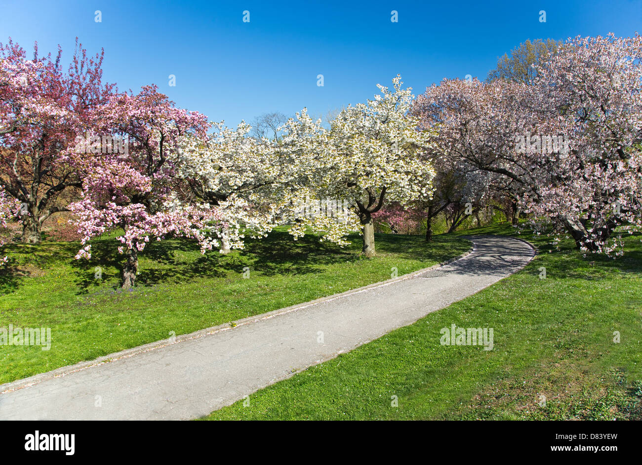 Japanese Cherry Blossom Orchard in Full Bloom Stock Photo