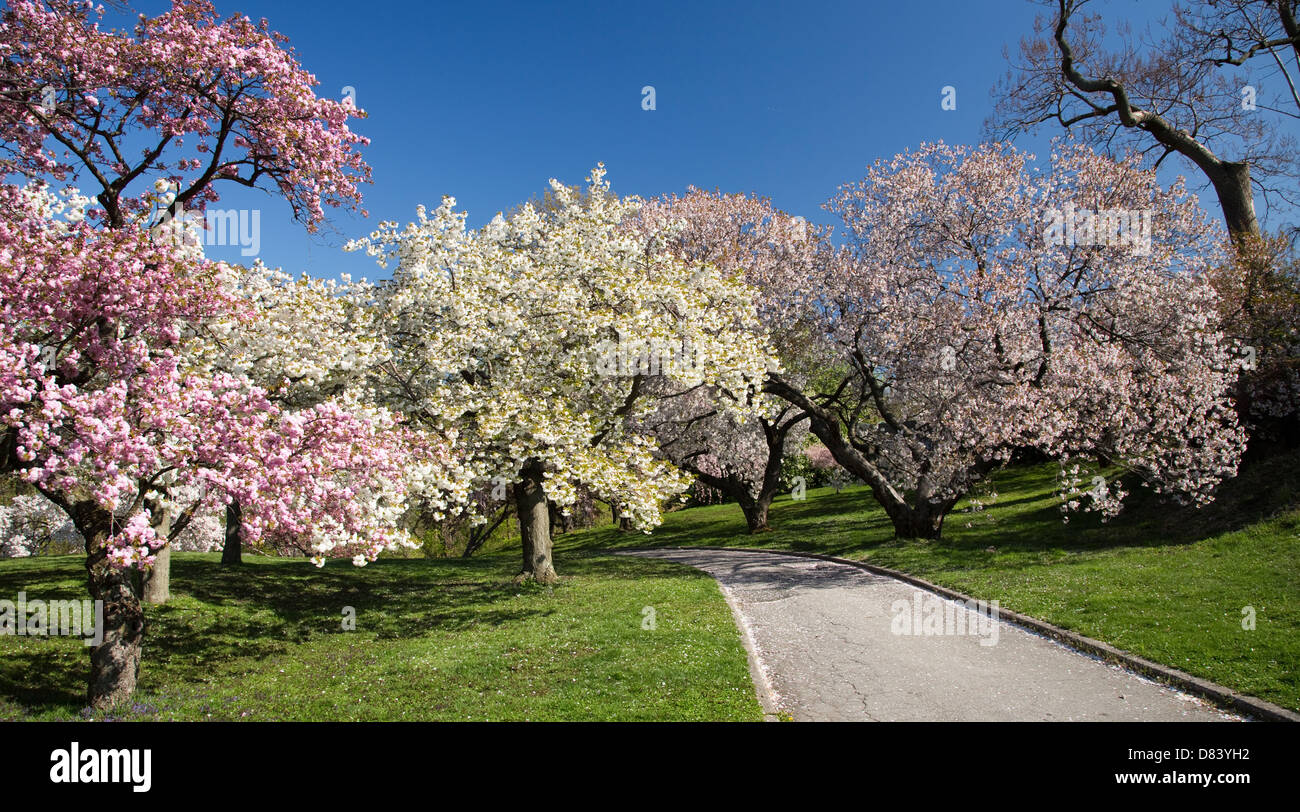 Japanese Cherry Blossom Orchard in Full Bloom Stock Photo