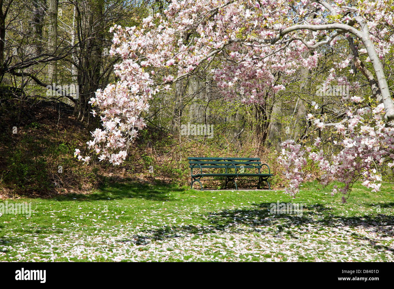 Tree framed bench hi-res stock photography and images - Alamy