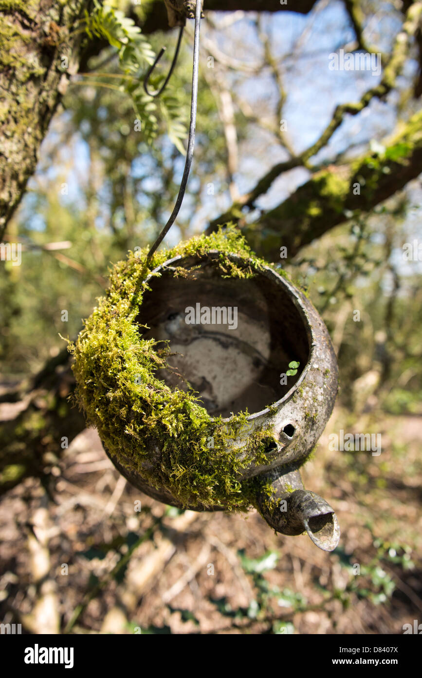 Old moss covered kettle hanging in a a tree for a birds nest Stock
