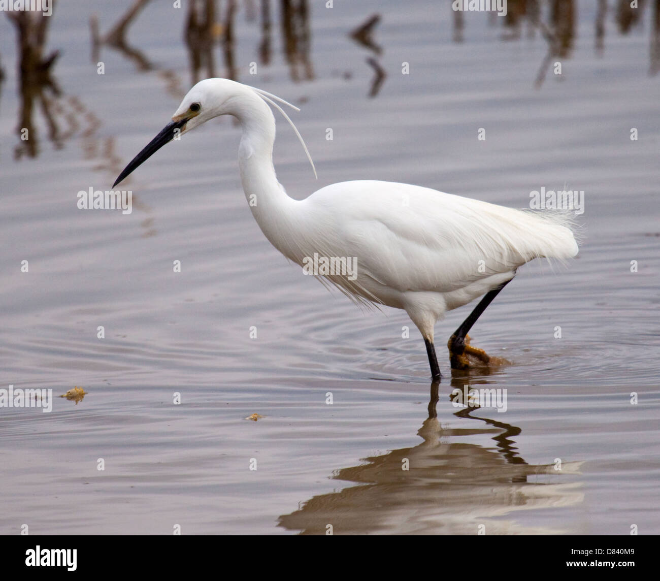 Little Egret in close wading in water fishing Stock Photo - Alamy