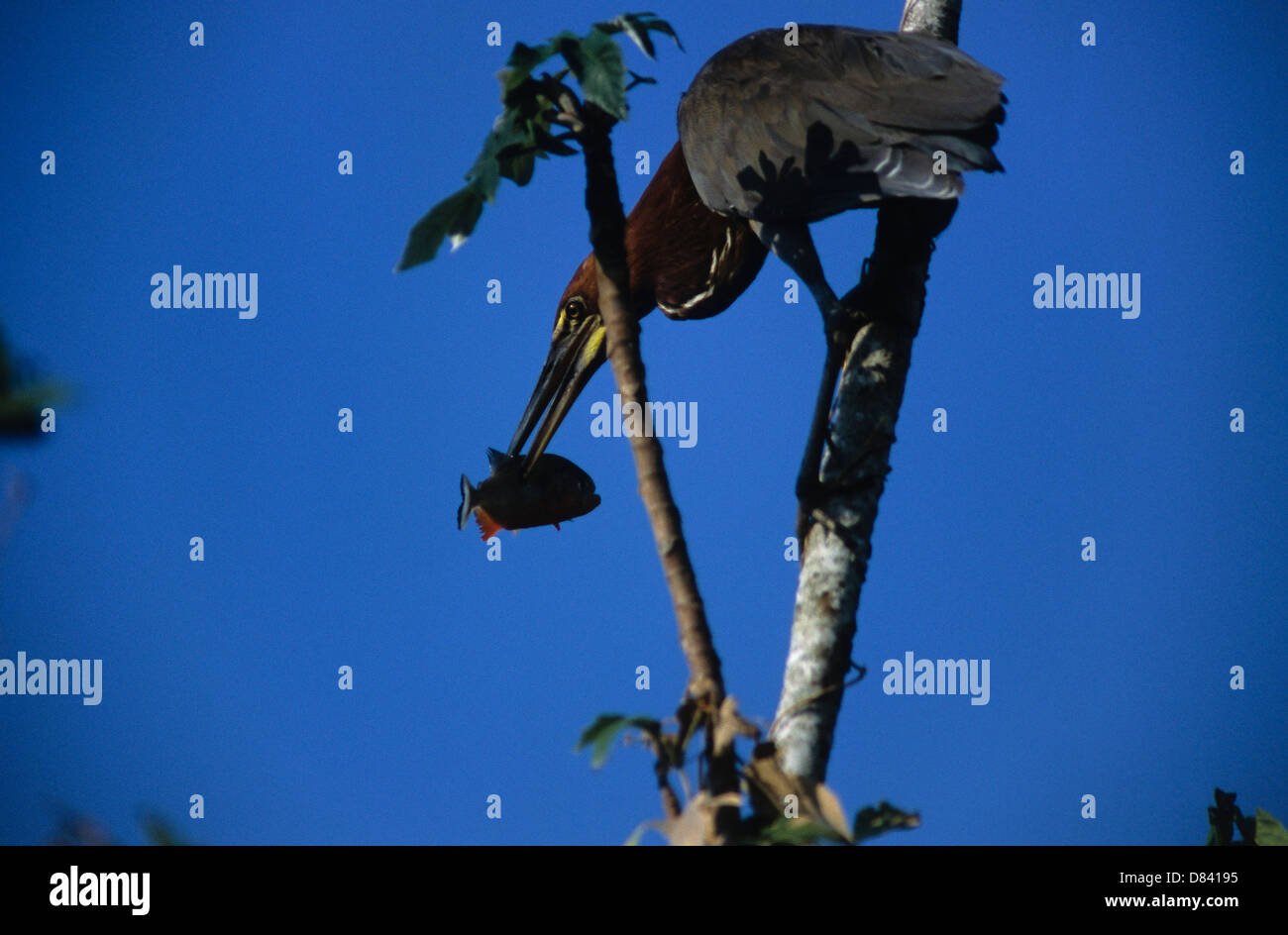 The Rufescent Tiger Heron (Tigrisoma lineatum), also known as the Soco-Boi, fishing a piranha Bananal island in Brazil Stock Photo