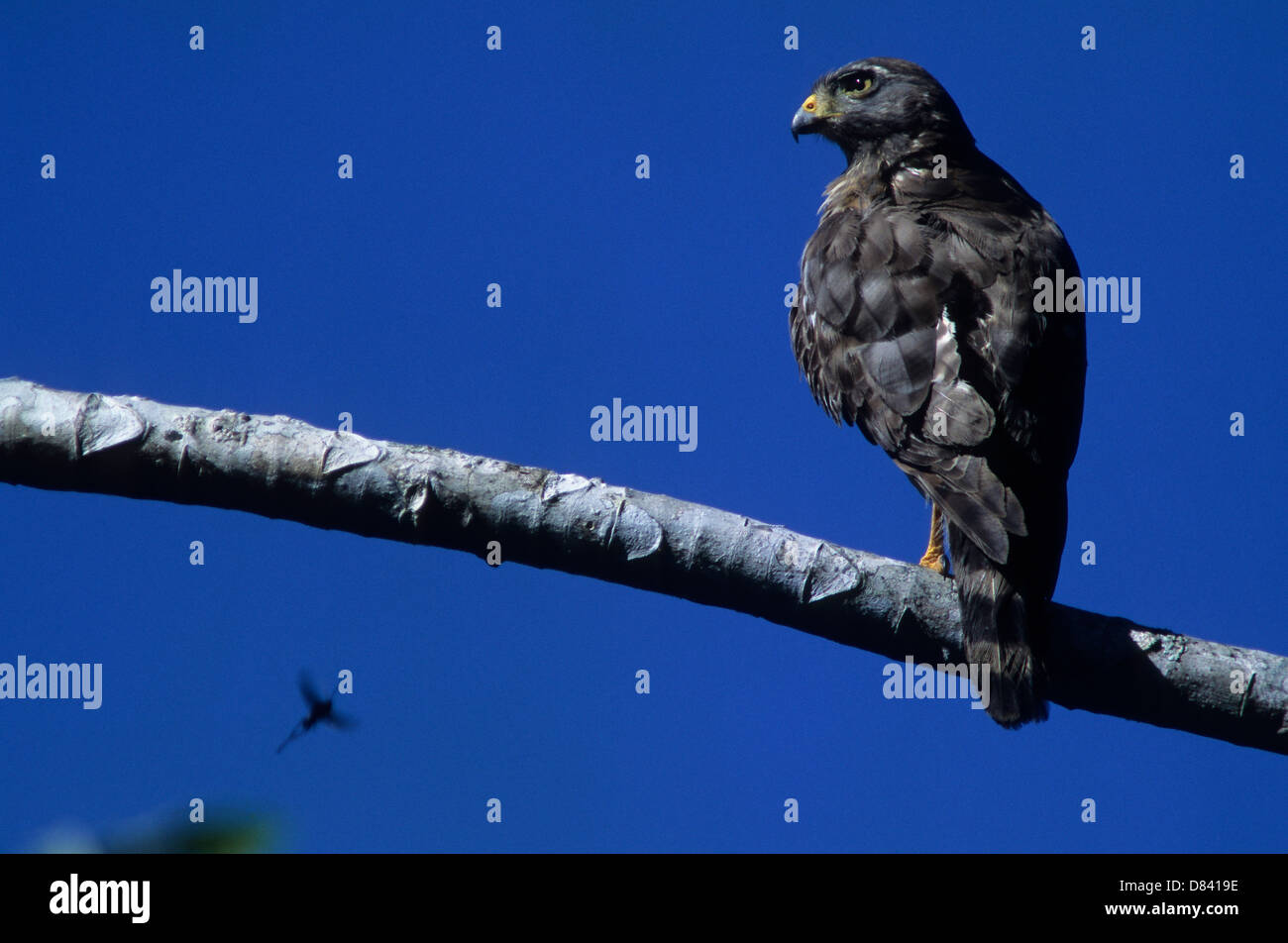 The Roadside Hawk (Rupornis magnirostris) is a relatively small bird of prey found in the Americas. Brazil wildlife Stock Photo