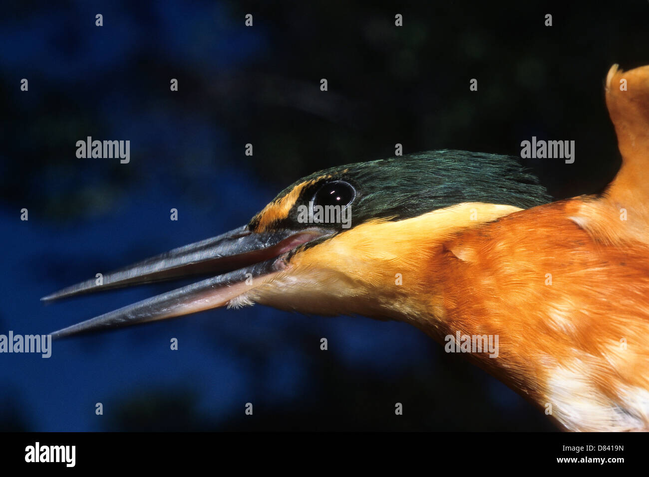 American Pygmy Kingfisher ( Chloroceryle aenea ). In Portuguese known as martim-perscador-anão or arirambinha Stock Photo