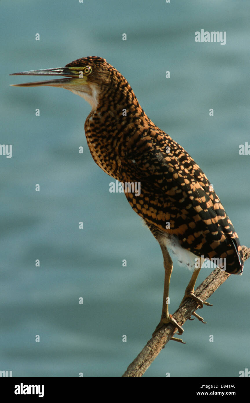 The Rufescent Tiger Heron (Tigrisoma lineatum), also known as the Soco-Boi, is a species of heron in the Ardeidae family Stock Photo