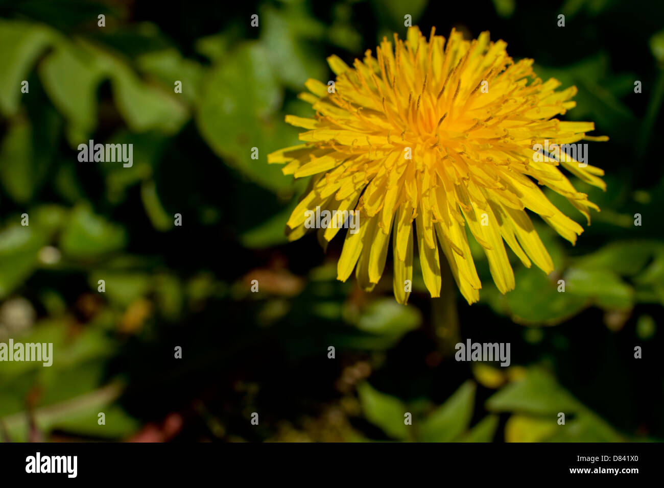 Dandelion macro visual anther stigma spring flower Stock Photo