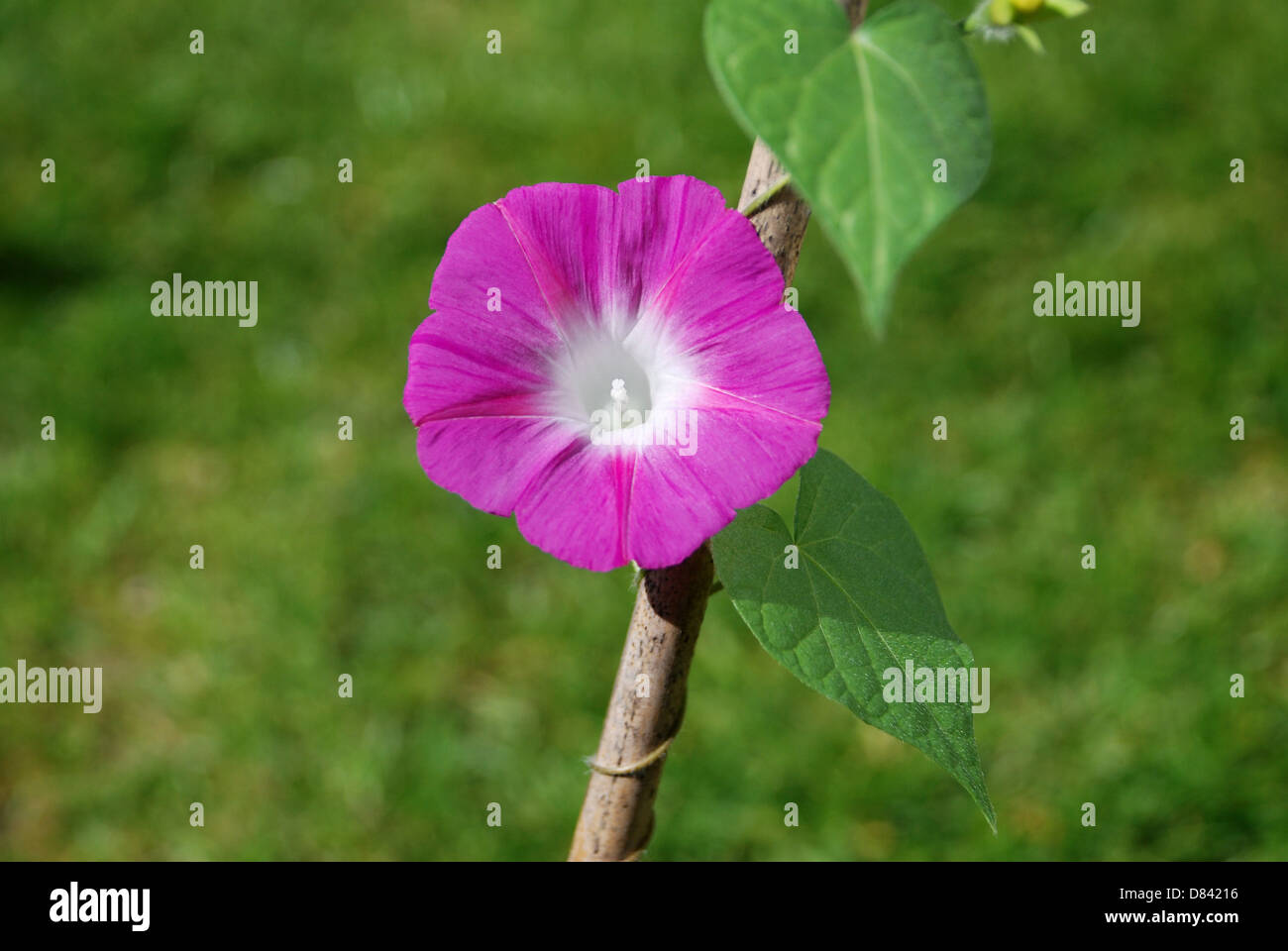 Deep pink morning glory flower (Ipomoea purpurea) against a green grass background Stock Photo