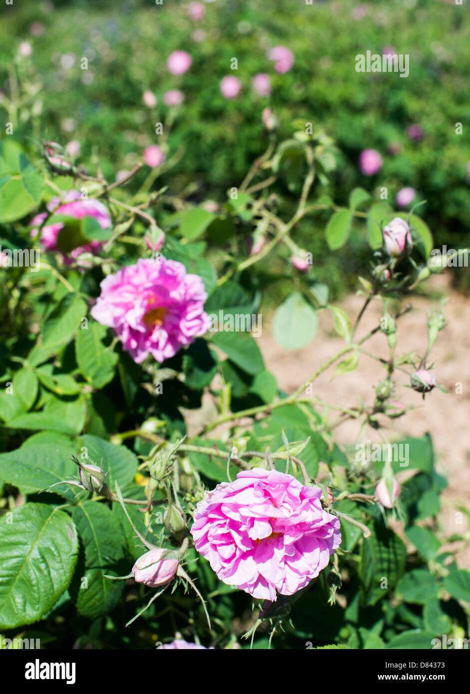 Plantation crops roses. Roses used in perfume industry Stock Photo Alamy