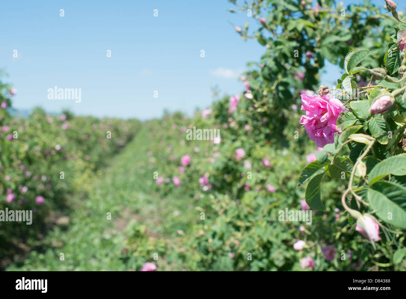 Plantation crops roses. Roses used in perfume industry Stock Photo Alamy