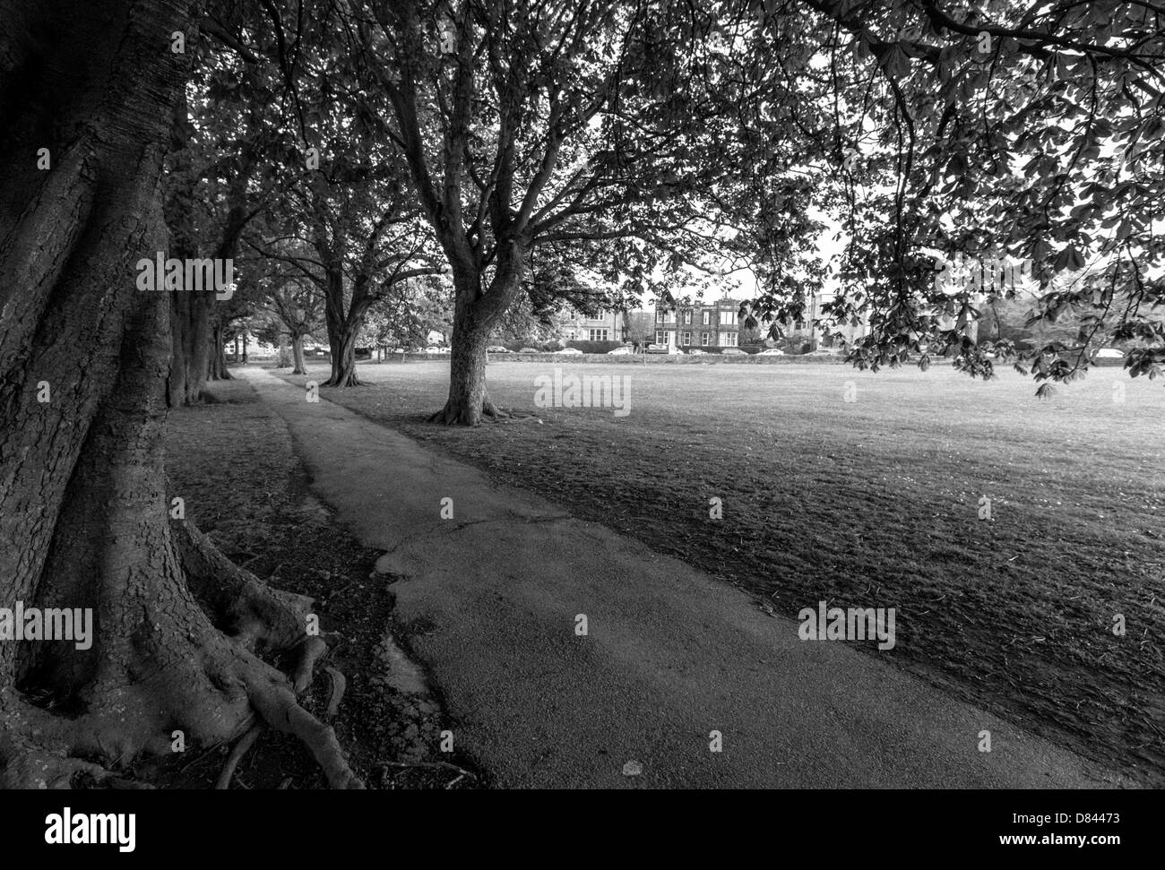 Avenue of horse chestnut trees, The Stray, Harrogate Stock Photo