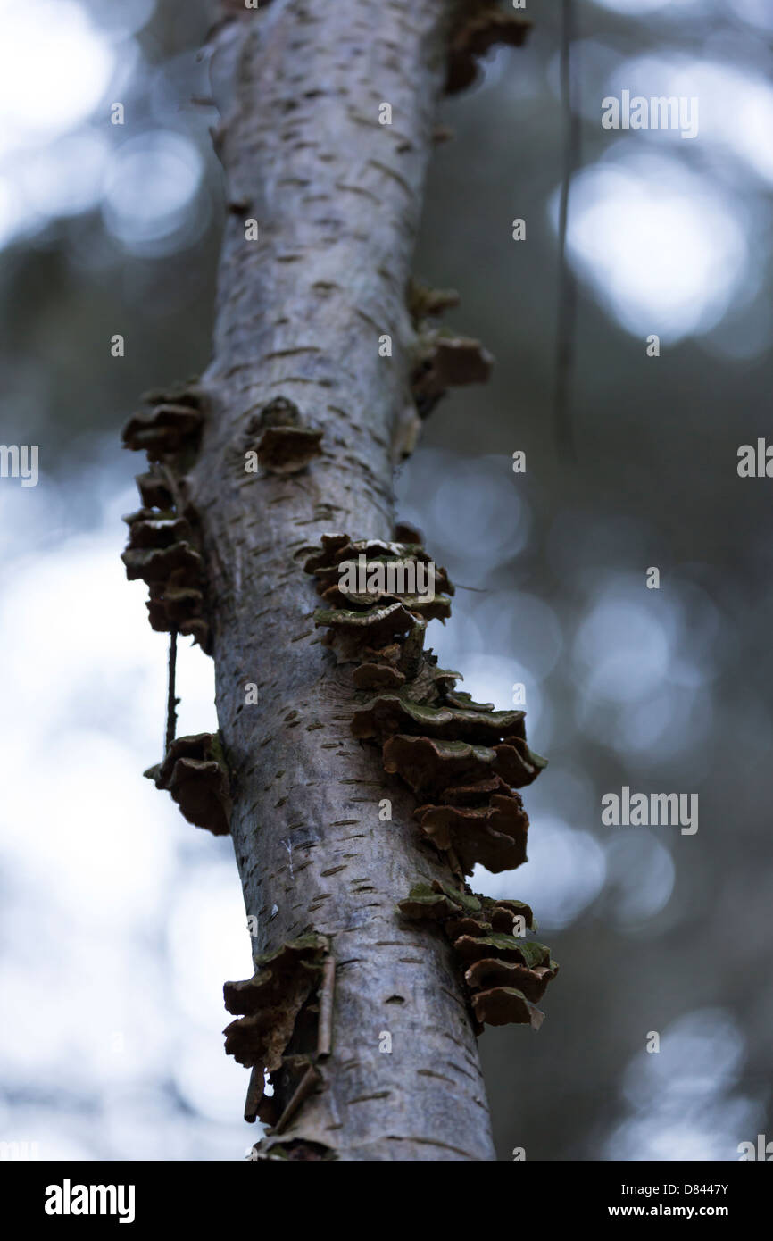 Bracket fungus on birch tree Stock Photo Alamy