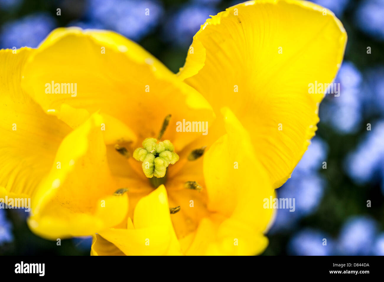 Purple london yellow flower hi-res stock photography and images - Alamy