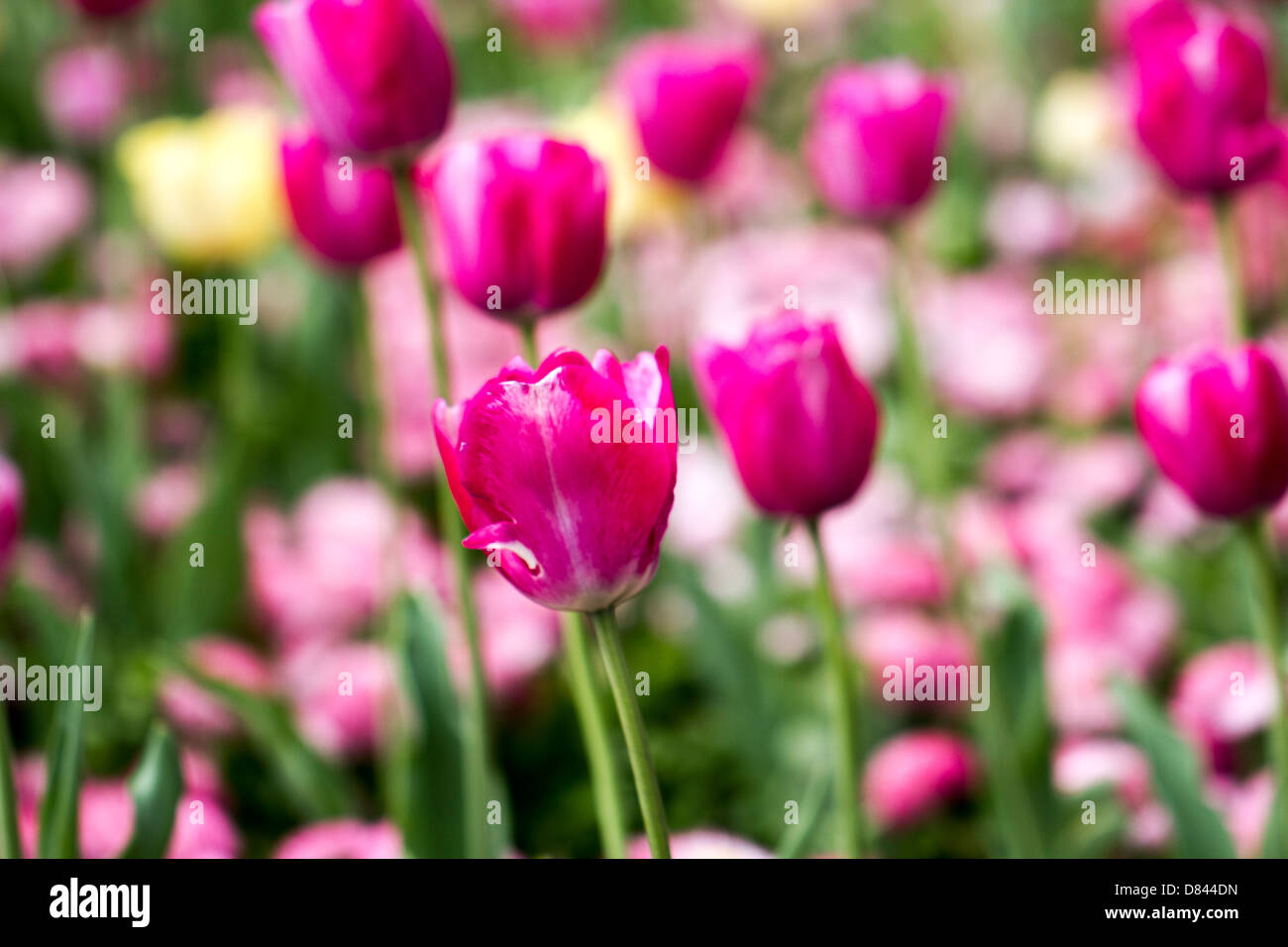 Tulip gardens of London Stock Photo Alamy