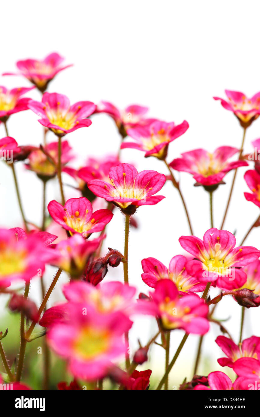 Sedum Saxifrage pink flowers on white background Stock Photo
