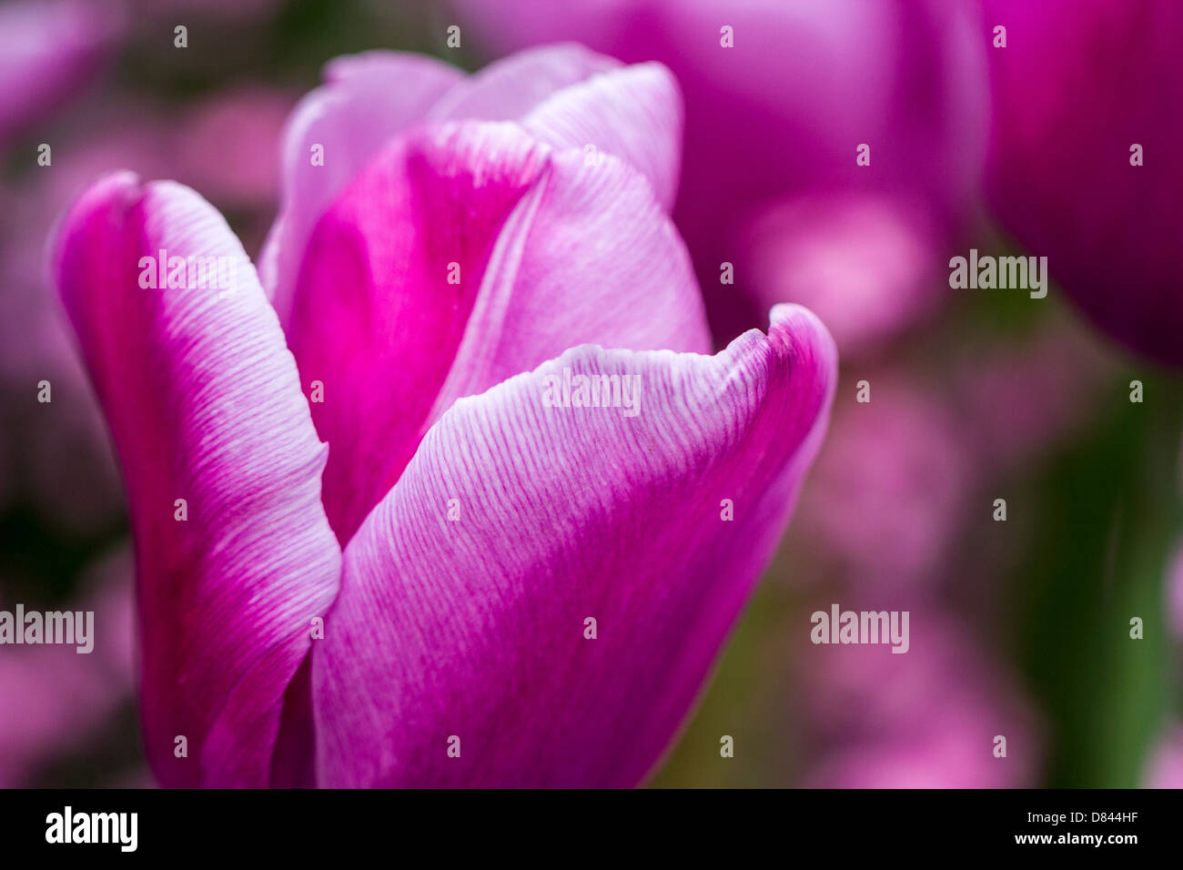Tulip gardens of London Stock Photo Alamy