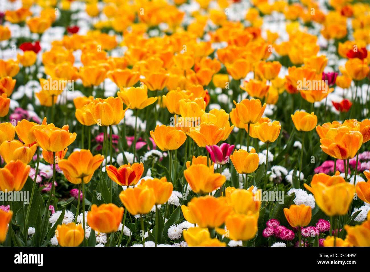 Tulip gardens of London Stock Photo Alamy