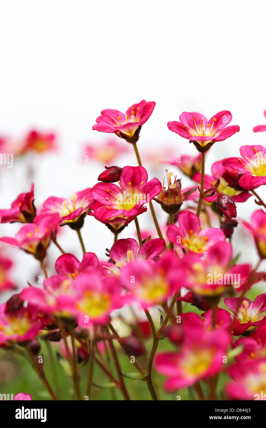 Sedum Saxifrage pink flowers on white background Stock Photo
