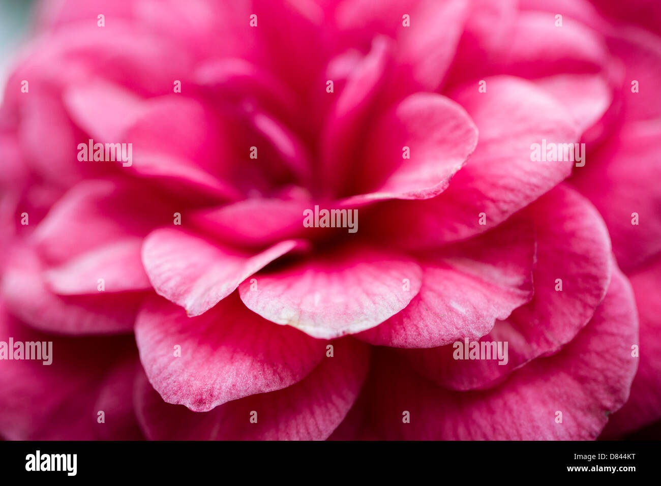 Chrysanthemum in Bloom Stock Photo