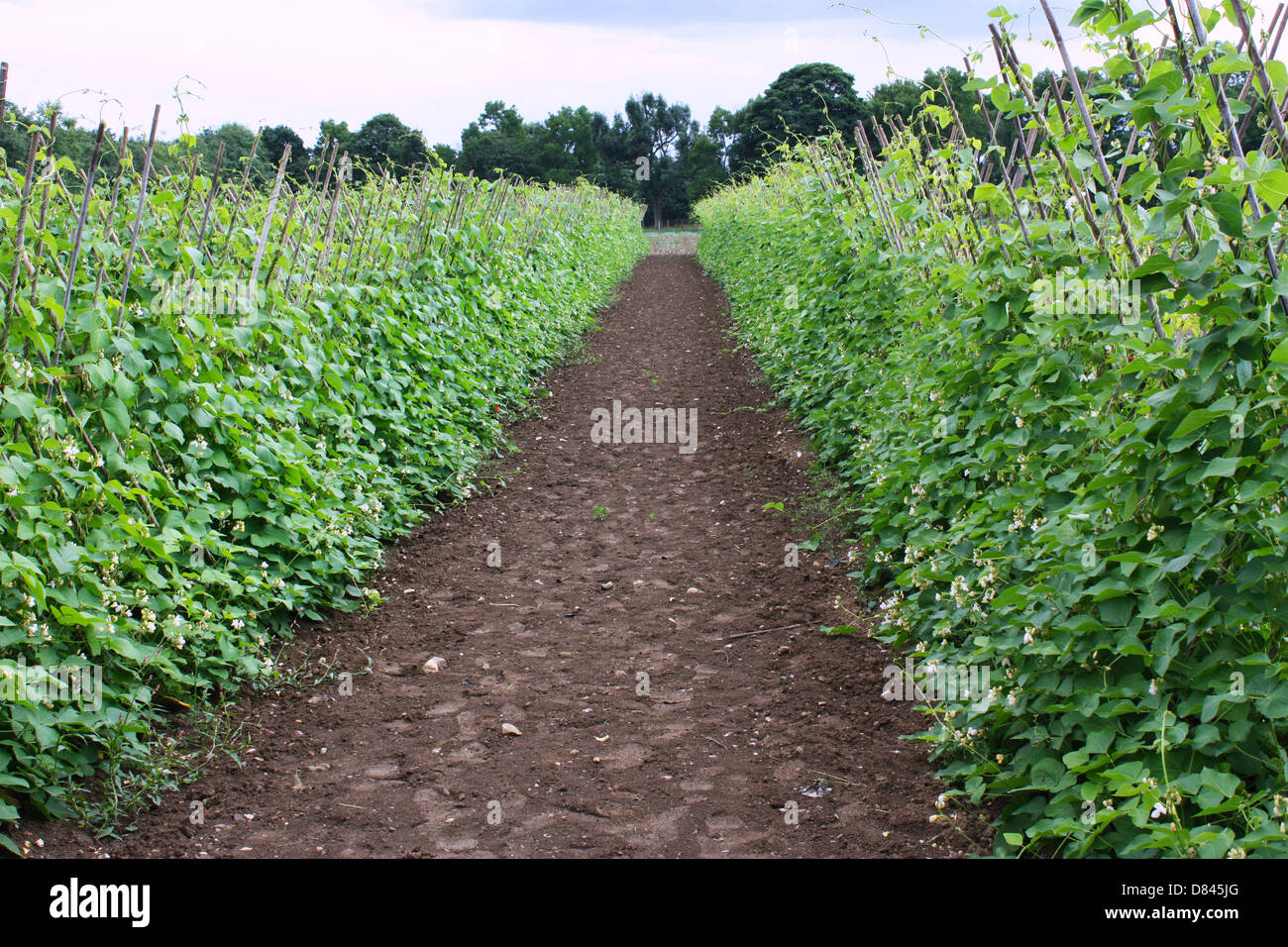 Runner beans plants growing in a farm Stock Photo