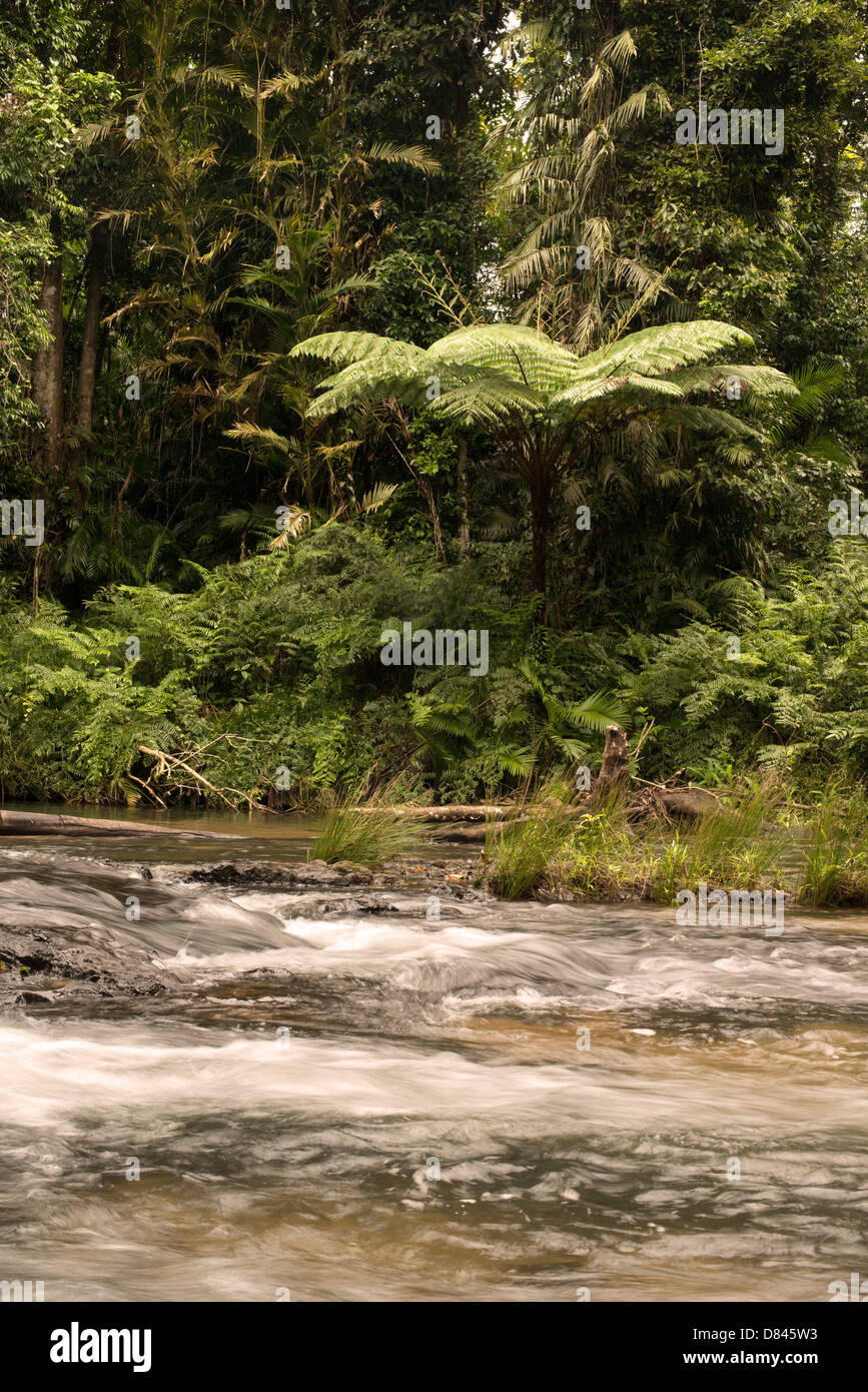 at Henrietta Creek, near Innisfail, Far North Queensland, Australia Stock Photo