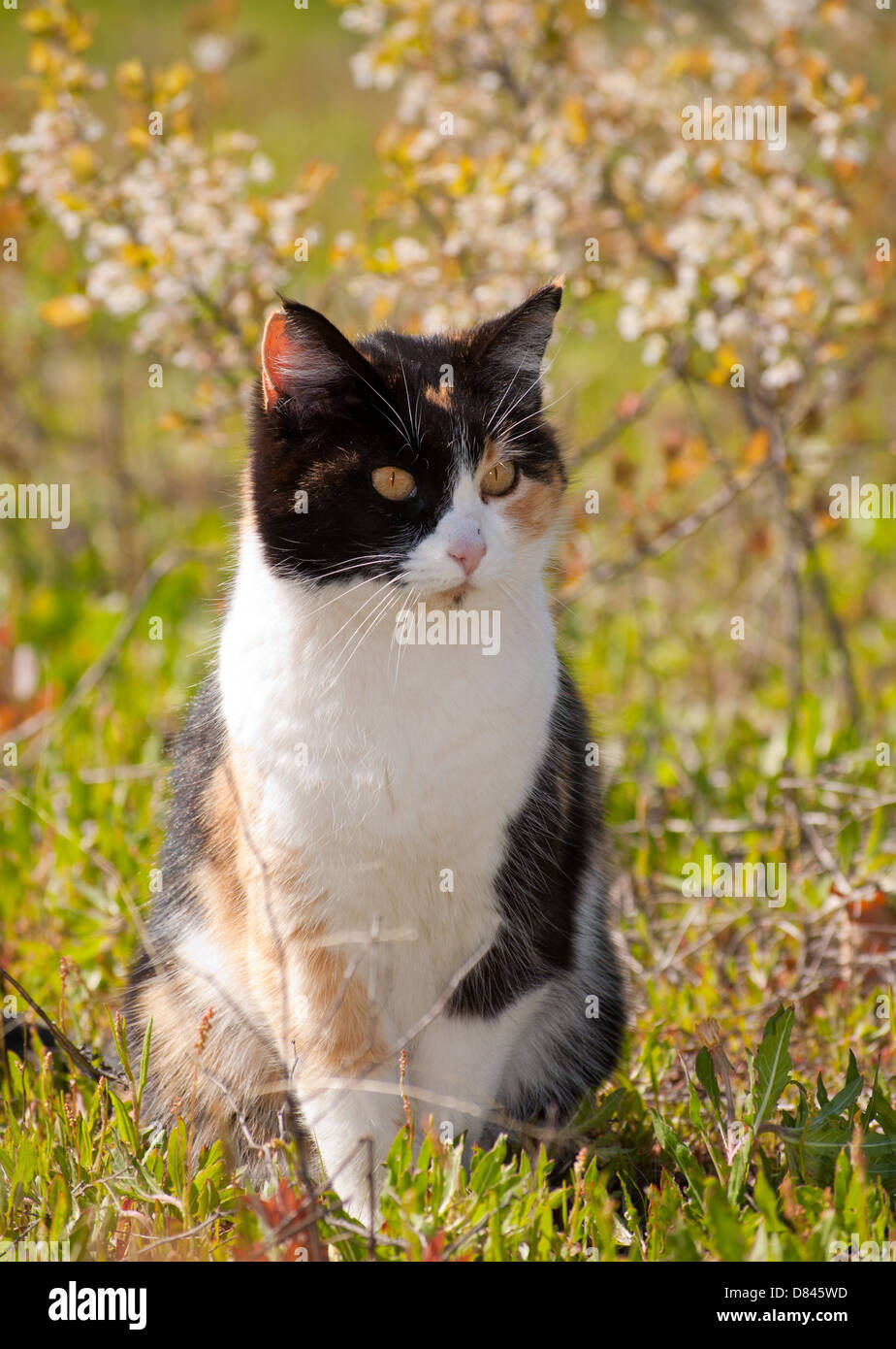Calico cat in sun with spring flowers Stock Photo