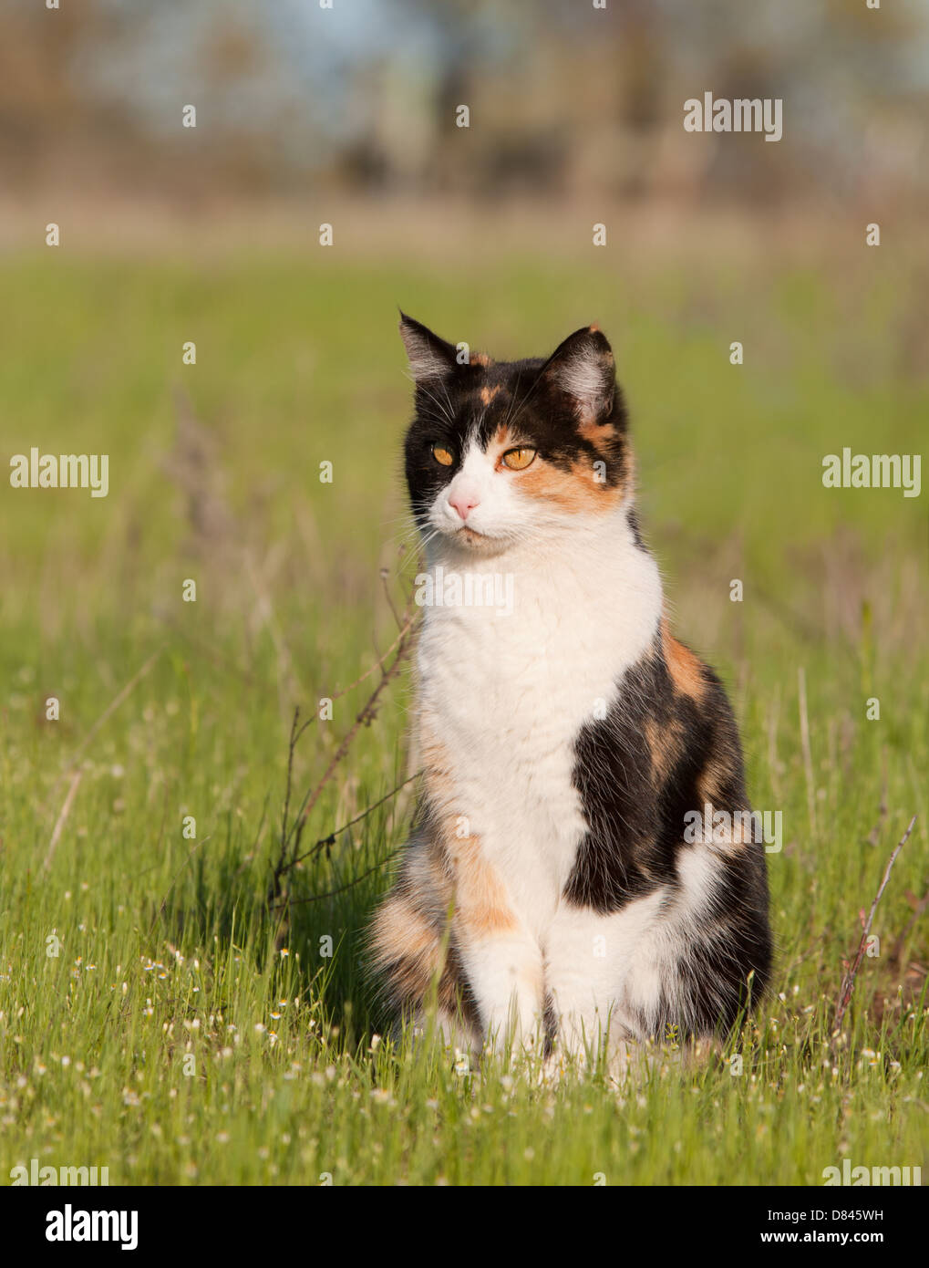 Beautiful calico cat in light green spring grass Stock Photo