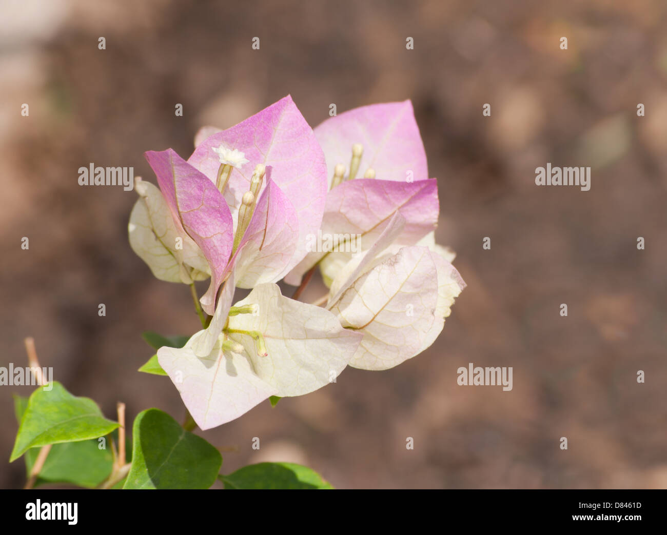 Closeup of a two-toned Bougainvillea flower in spring garden Stock Photo