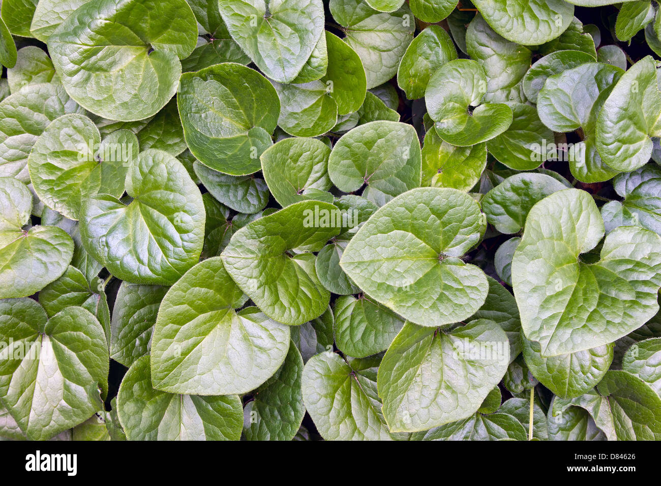 Western Wild Ginger Groundcover Native Evergreen Plant in Oregon Background Stock Photo