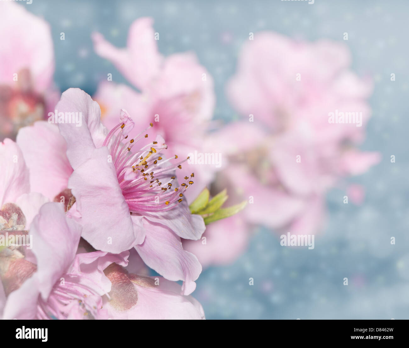 Dreamy image of soft pink peach blossoms on light blue bokeh background Stock Photo