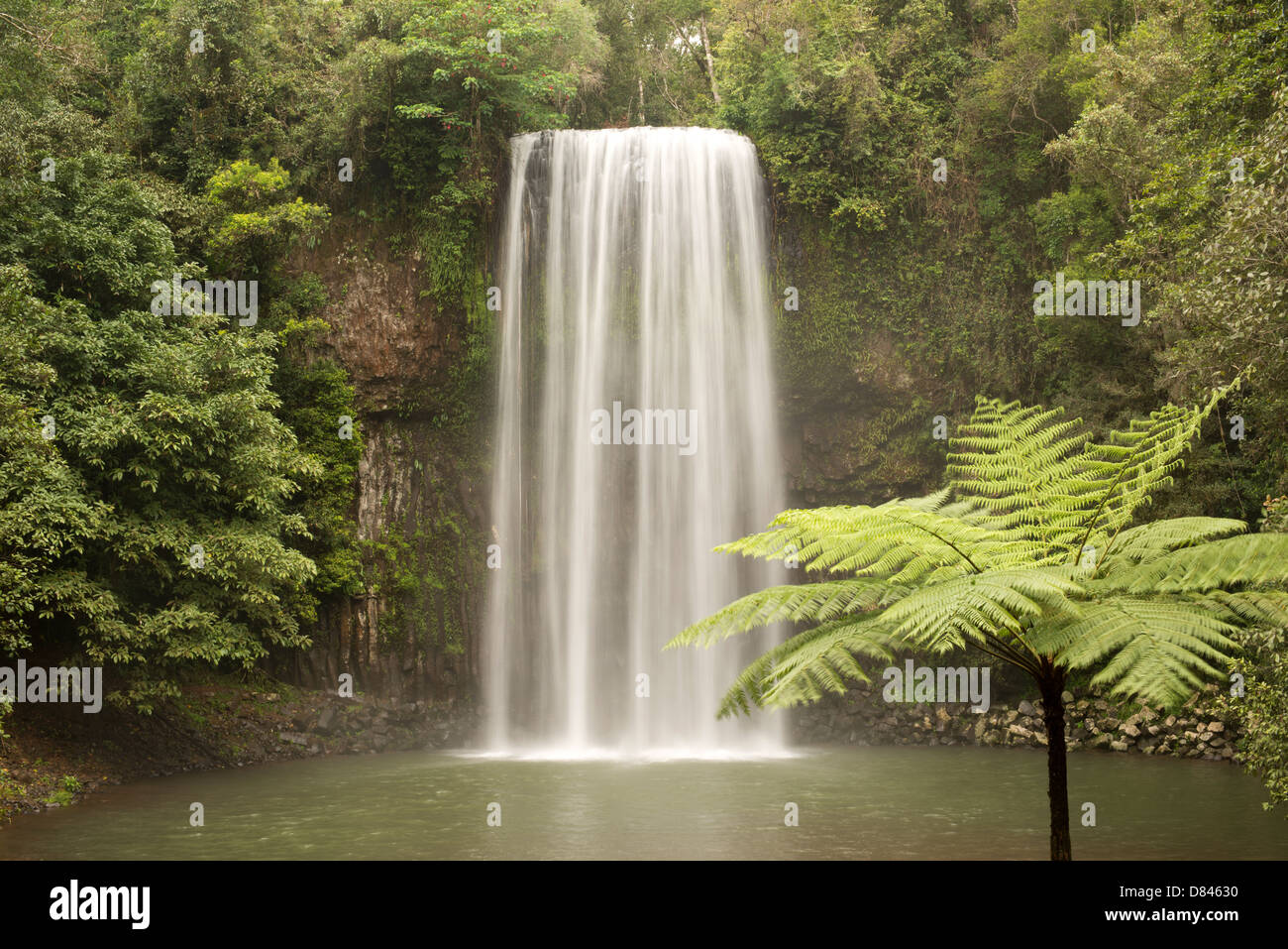 Milla Milla, rainforest scenery at the Milla Milla Falls, Atherton Tablelands, Far North Queensland Stock Photo