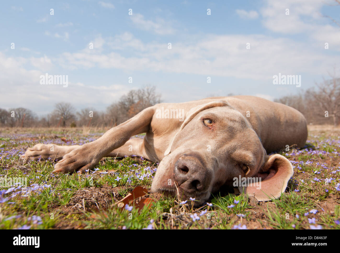 Comical image of a Weimaraner dog being lazy, lying in spring grass looking at the viewer Stock Photo