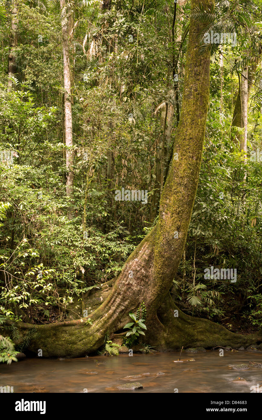 Milla Milla, rainforest scenery at the Milla Milla Falls, Atherton Tablelands, Far North Queensland Stock Photo