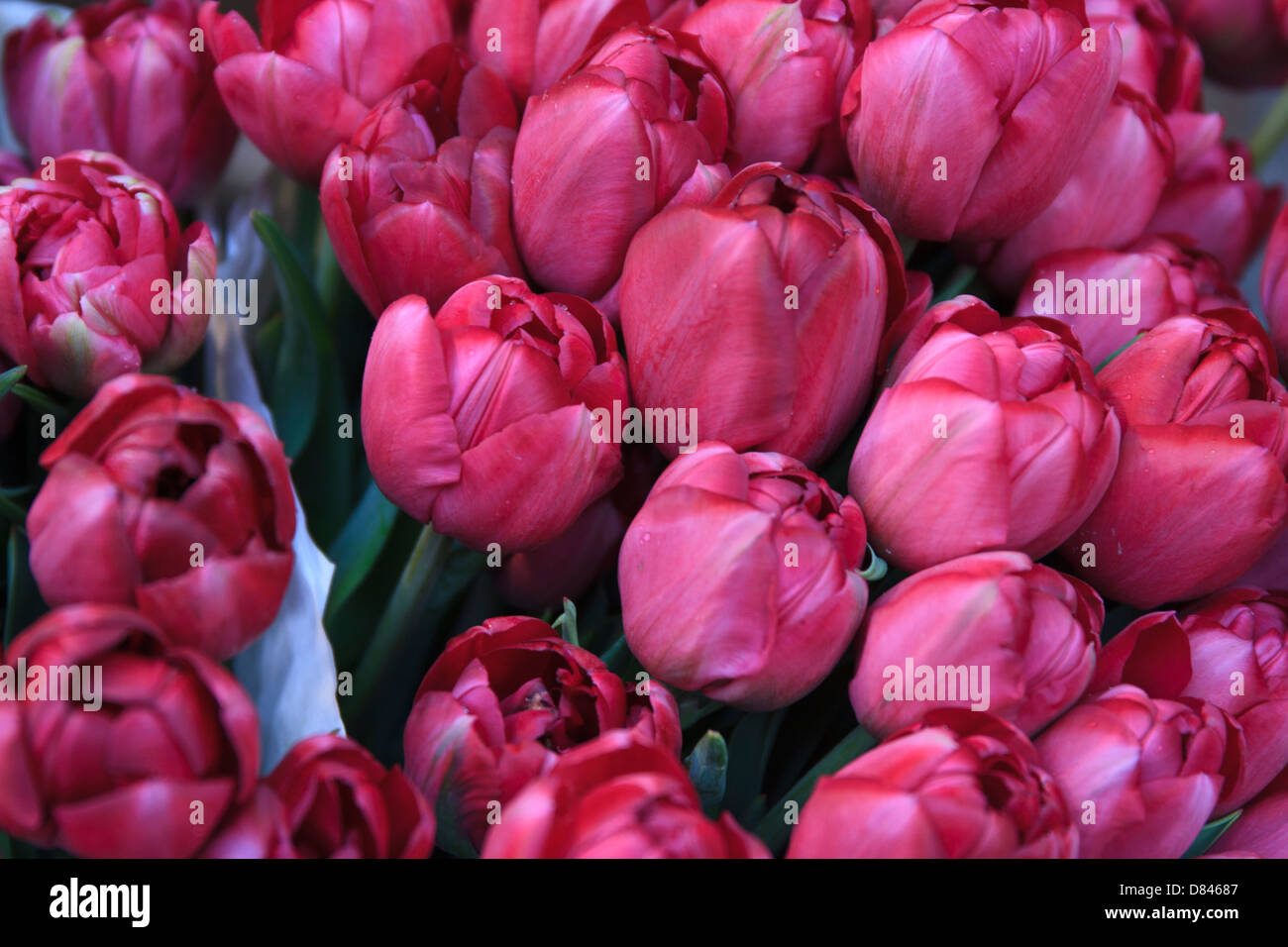 Pink Tulips Stock Photo