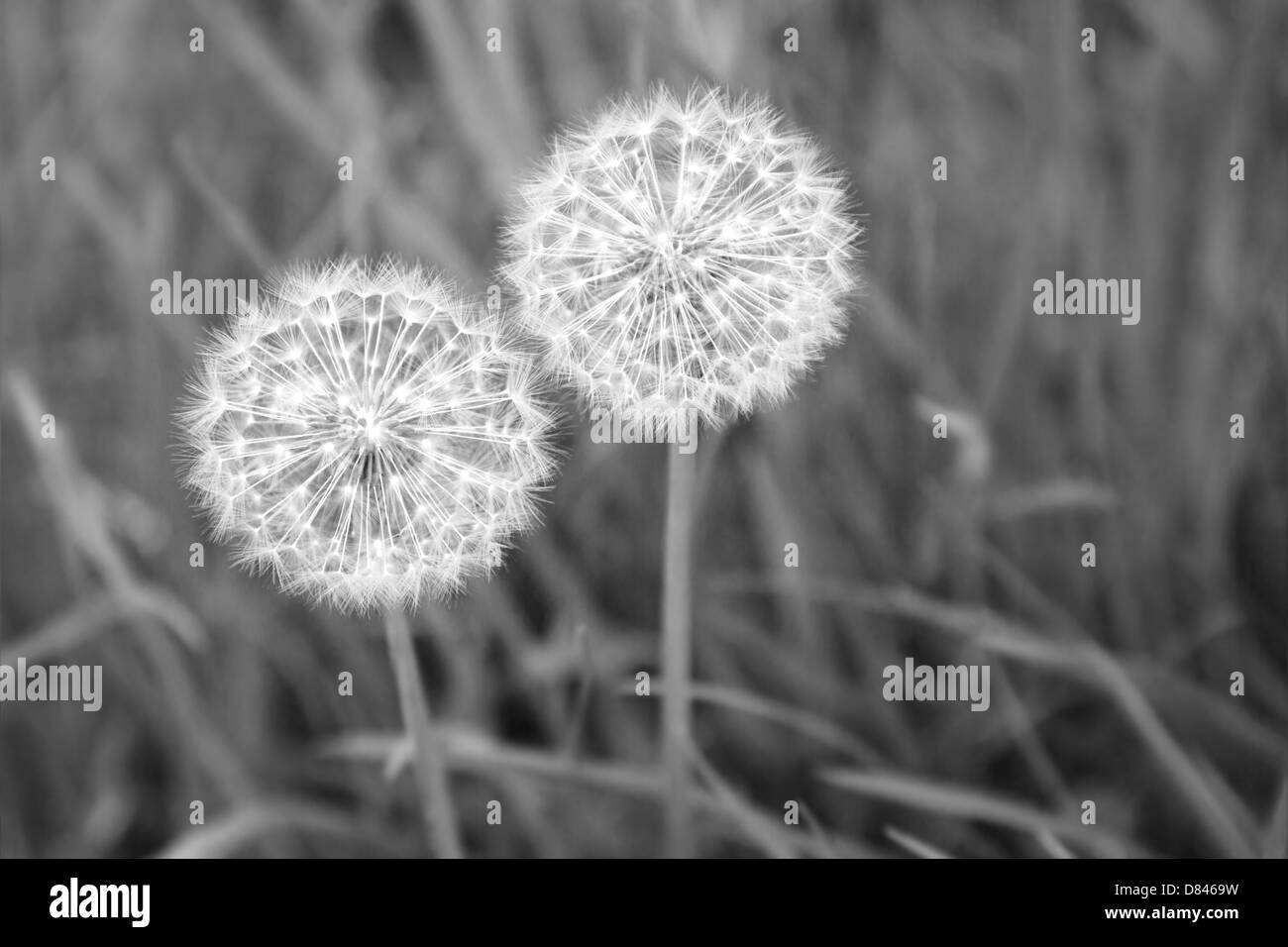 Dandelion seed heads close up Stock Photo