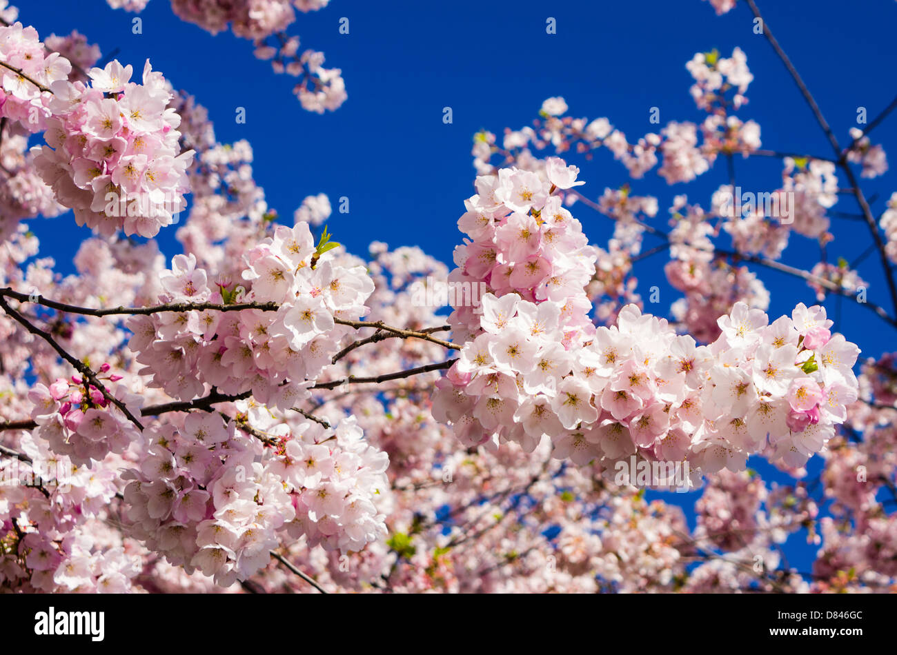 Pink flowering cherry trees with deep blue sky Stock Photo