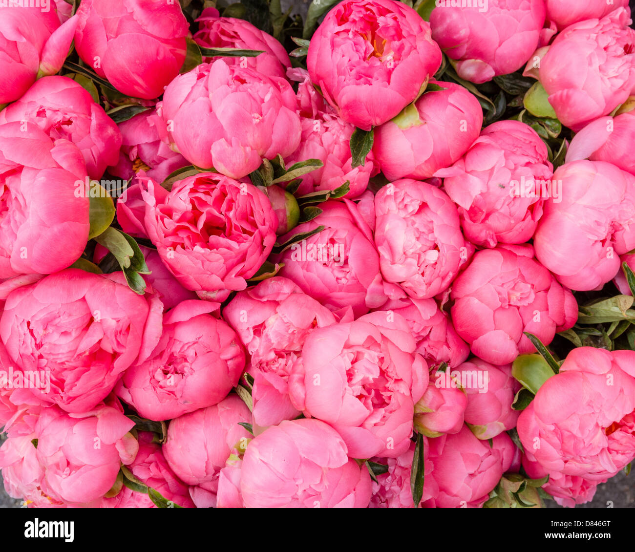 Freshly picked bouquet of peony flowers on display at the farmers market.  These freshly picked pink peony flowers filled an entire display for frothy pink beauty. Stock Photo