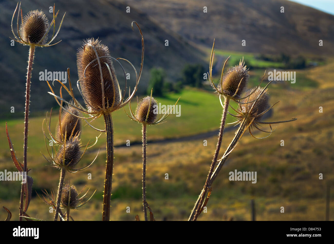 Dry flora in Oregon countryside Stock Photo Alamy