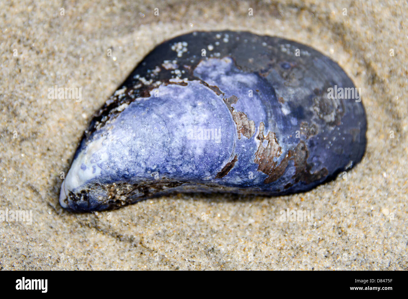 Closeup of a Blue Mussel shell lying on a sandy beach Stock Photo Alamy