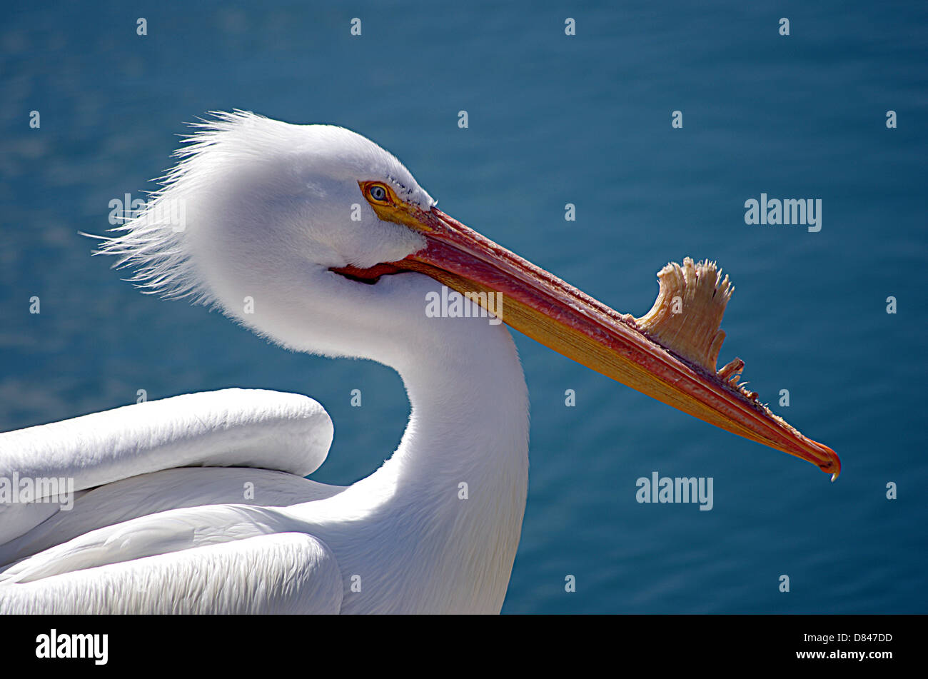 Pelican beside a blue ocean Stock Photo