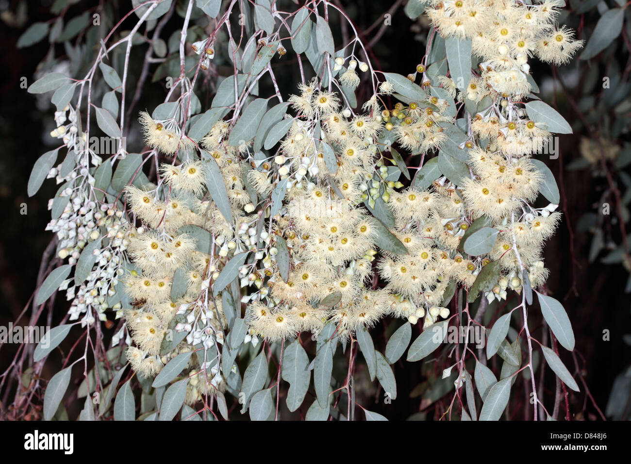 Caley's Ironbark/Drooping Ironbark Flowers-Eucalyptus caleyi-Family Myrtaceae Stock Photo