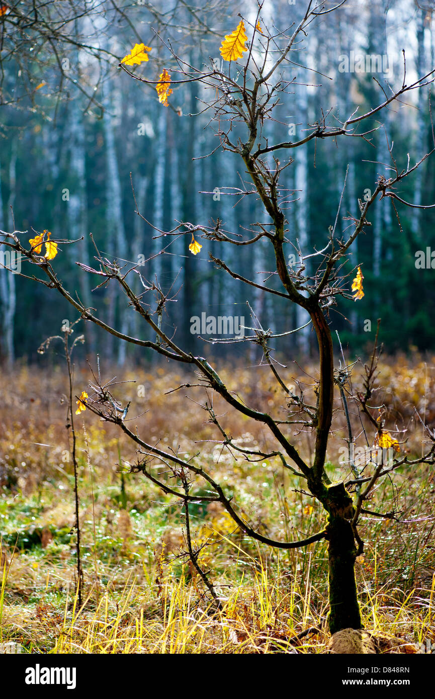 Late Autumn Rare Yellow Oak Leaves On A Small Tree Stock Photo
