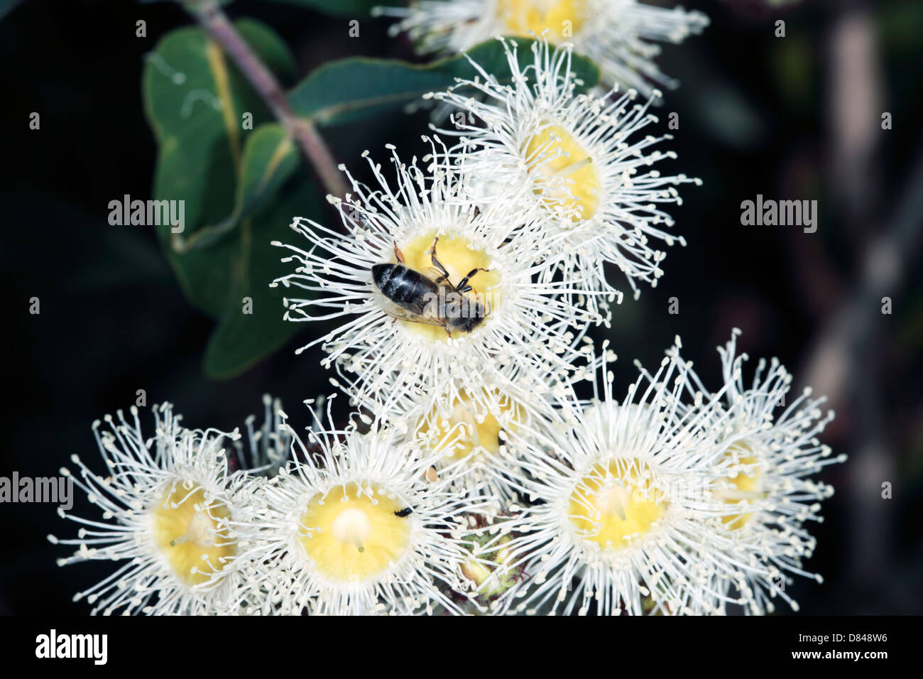 Caley's Ironbark/Drooping Ironbark Flowers-Eucalyptus caleyi-Family Myrtaceae and Blue-banded bee- Amegilla cingulata Stock Photo