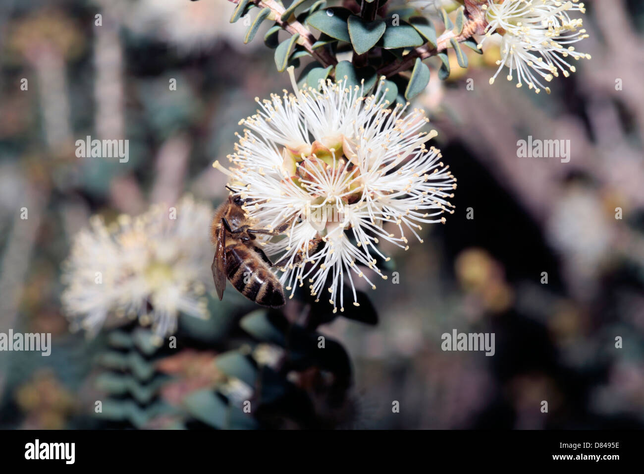 Melaleuca deepressa with Honeybee {Apis mellifera] collecting pollen - No common name- Family Myrtaceae Stock Photo