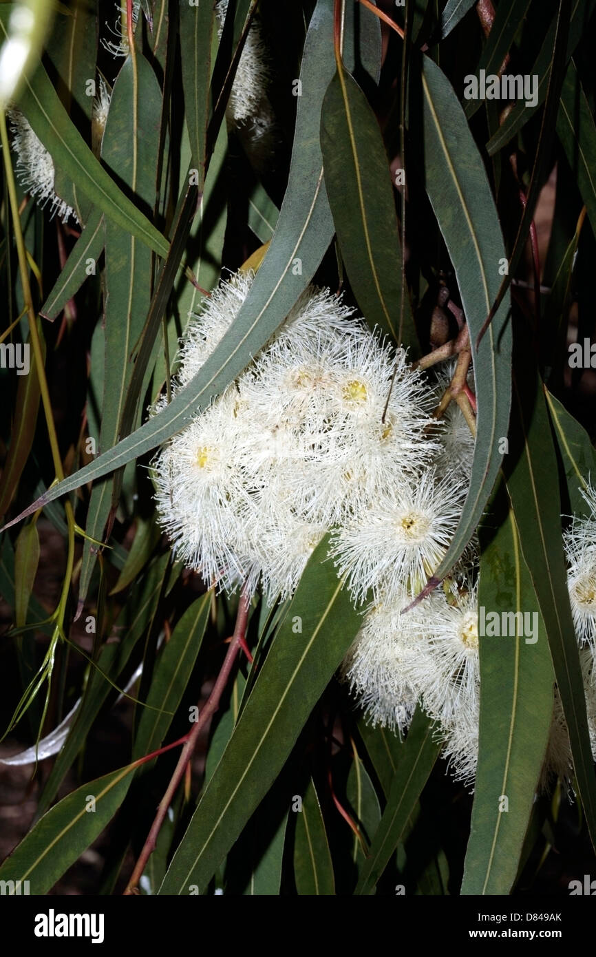 Lemonscented Gum/Bluespotted Gum X Yellow Bloodwood Eucalyptus