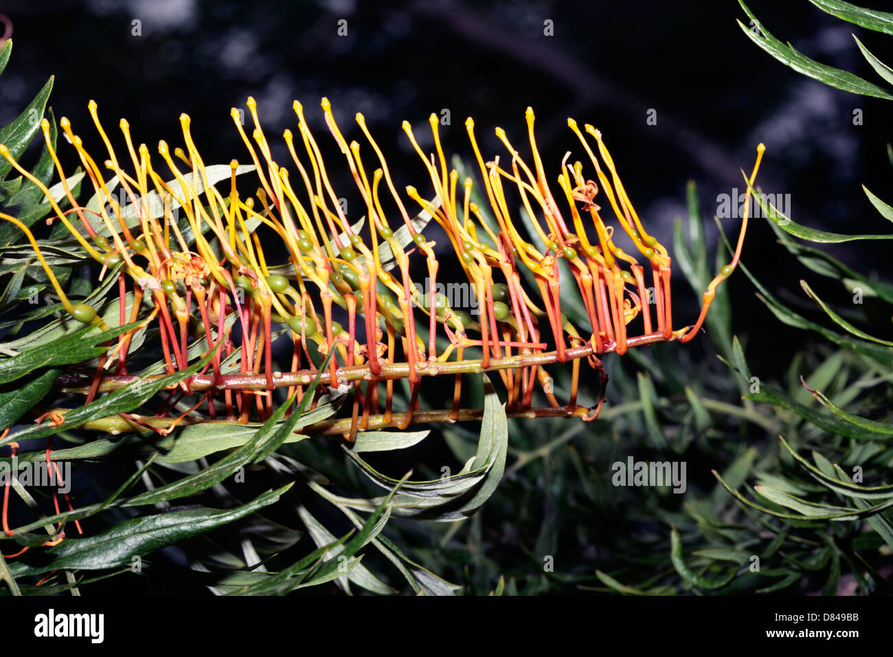 Closeup of Silky Oak/Southern Silky Oak/Australian Silver Oak flower